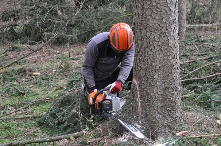 Démontage d'arbres Auch