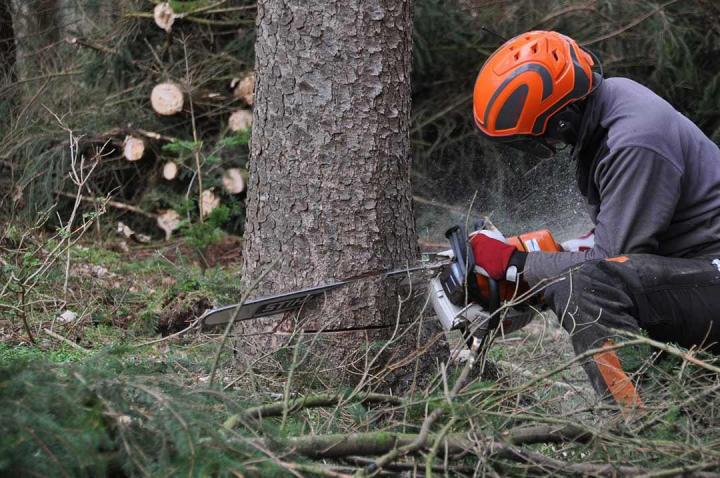 Démonter arbres Auch